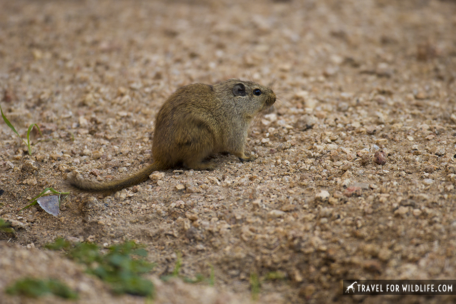 dassie rat portrait