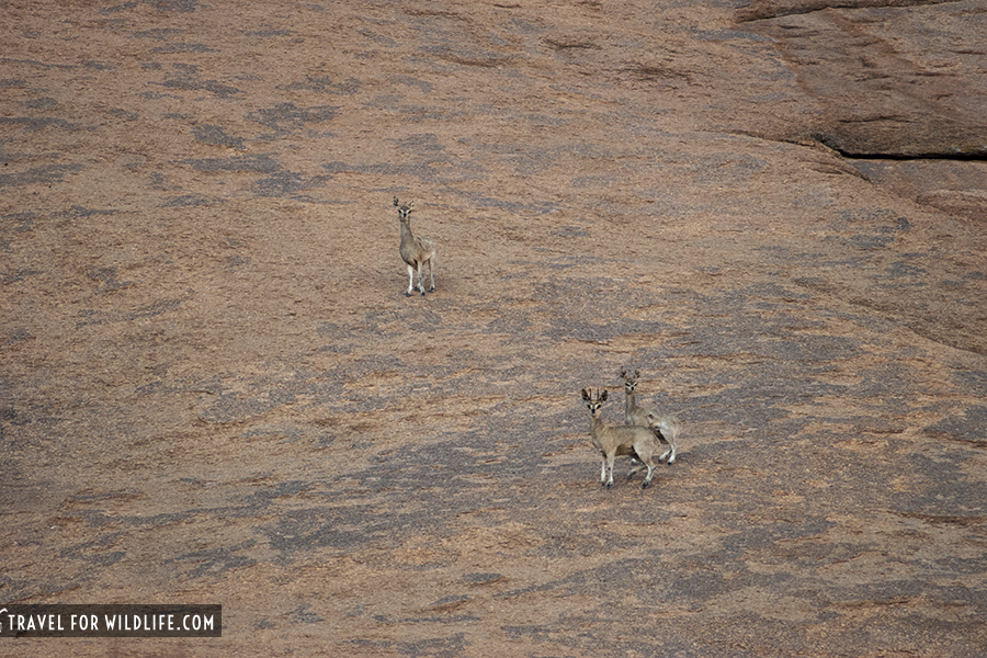 Klipspringers on a boulder face