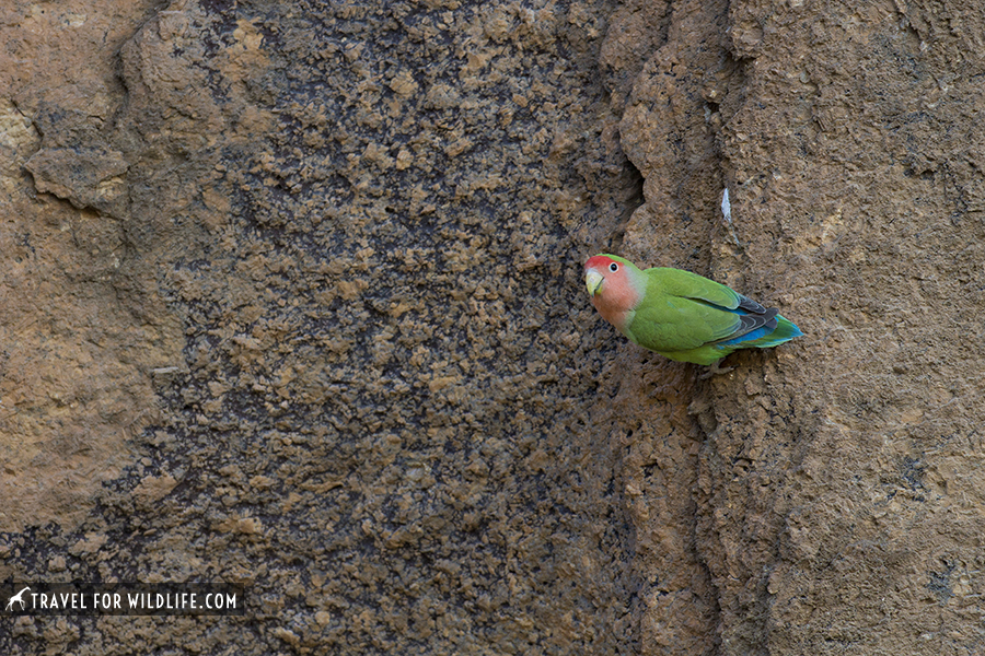 lovebird on a boulder