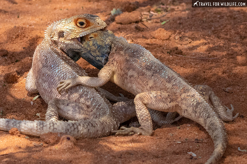 two agamas fighting