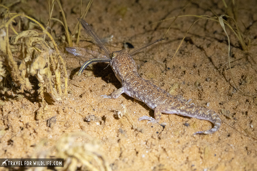 gecko with prey