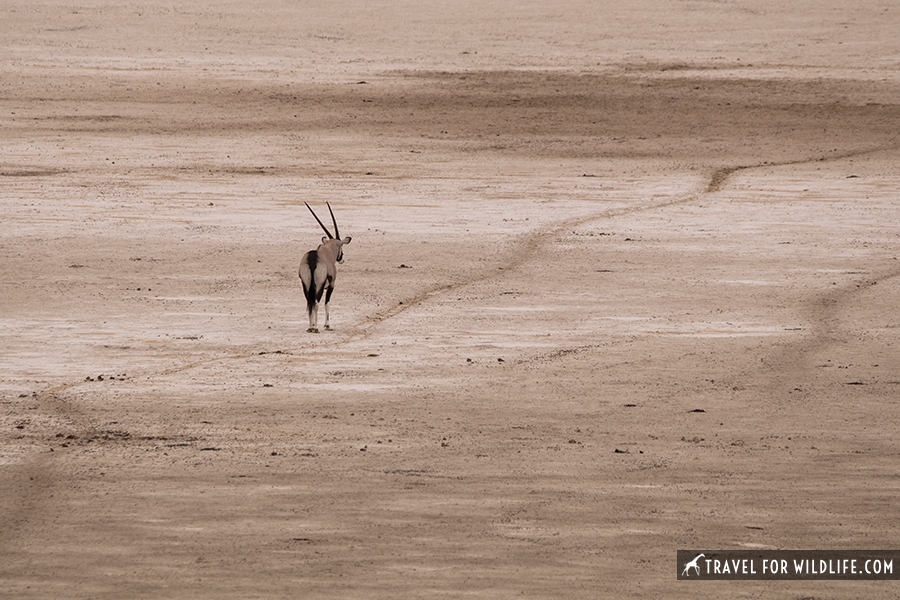 Antelope walking on a salt pan