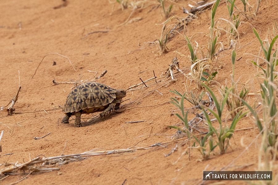 Tent tortoise walking on a red dune