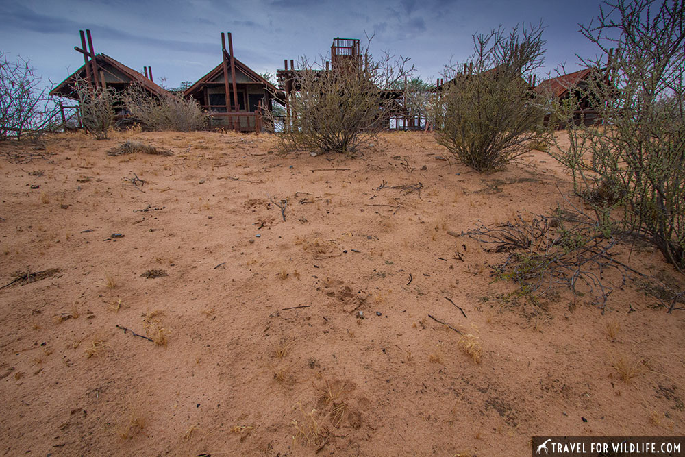 A leopard track in front of cabins