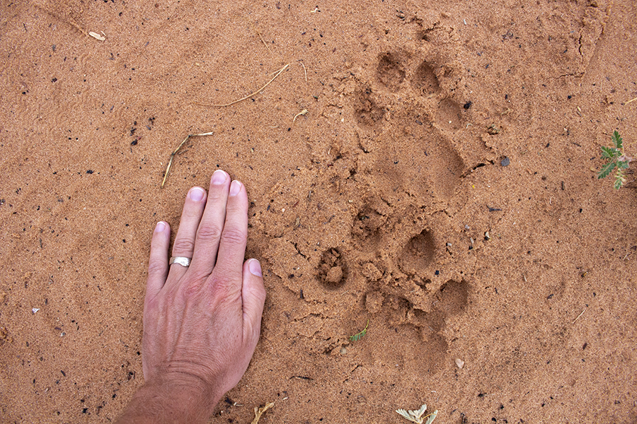 Leopard track with a hand net to it 