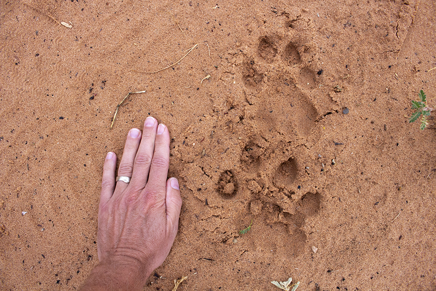 Leopard track with a hand net to it