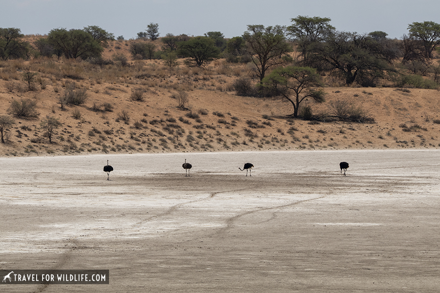 four ostriches walking on a salt pan