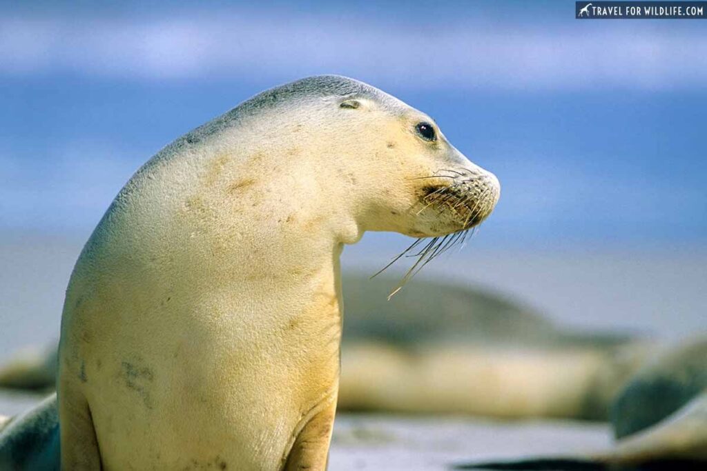 Australian sea lion portrait on a beach