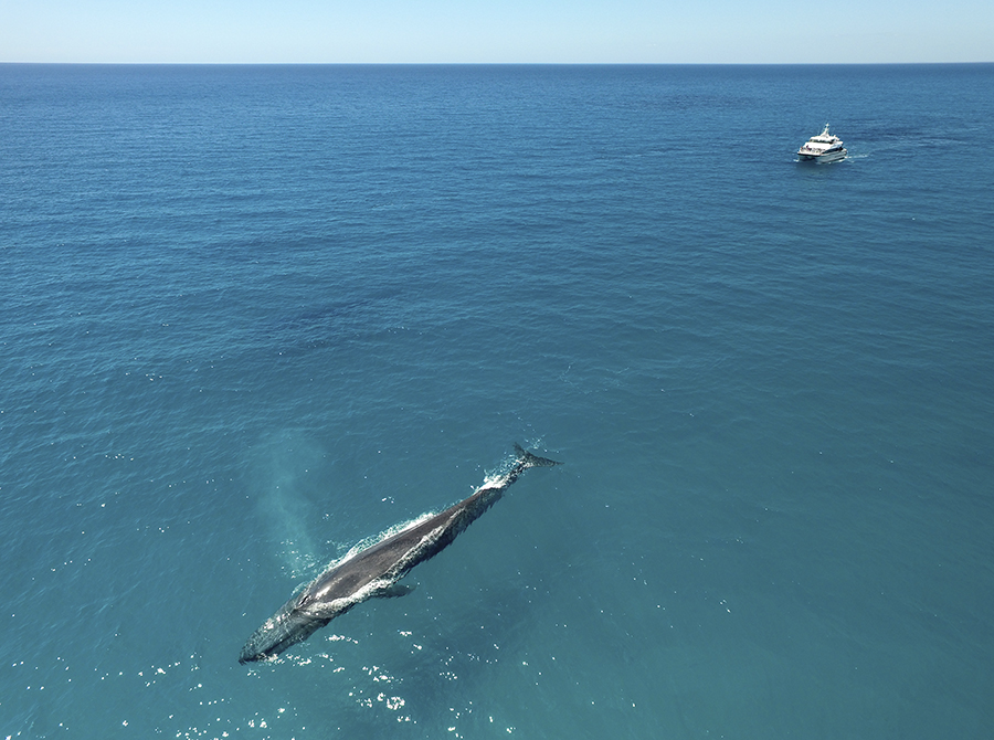 blue whale and a boat