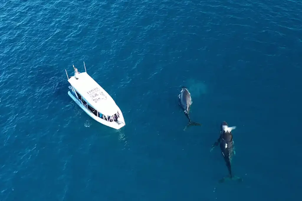 whale watching boat with two humpback whales