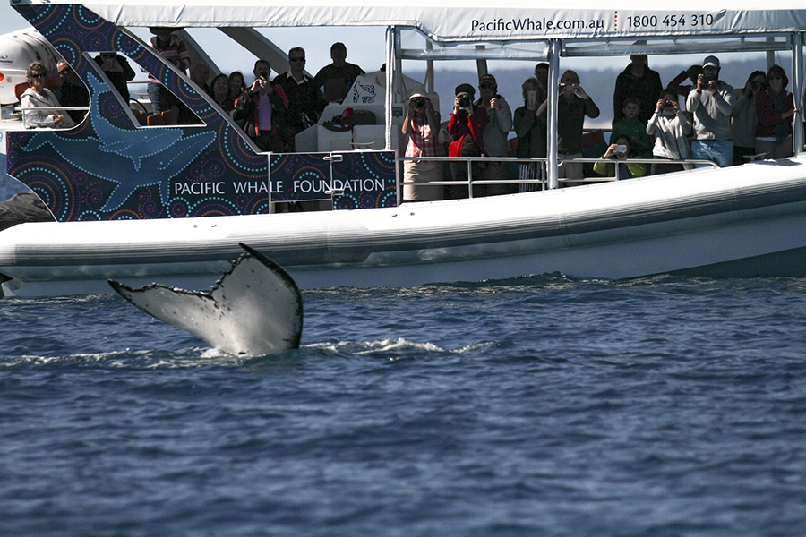 whale tail by a whale-watching boat