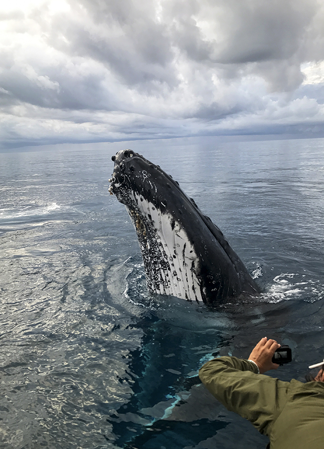 humpback spy hopping close to boat