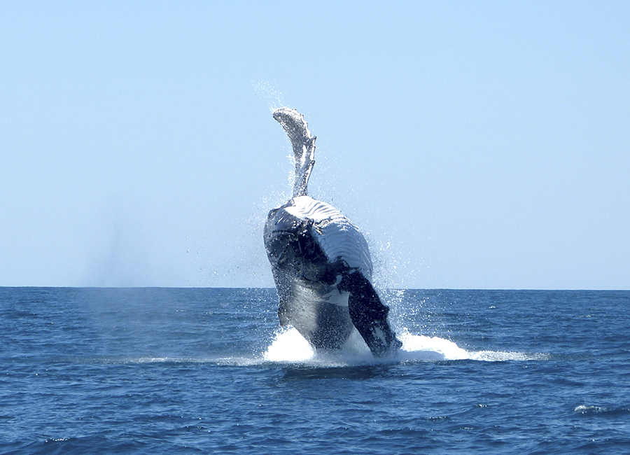 humpback whale breaching