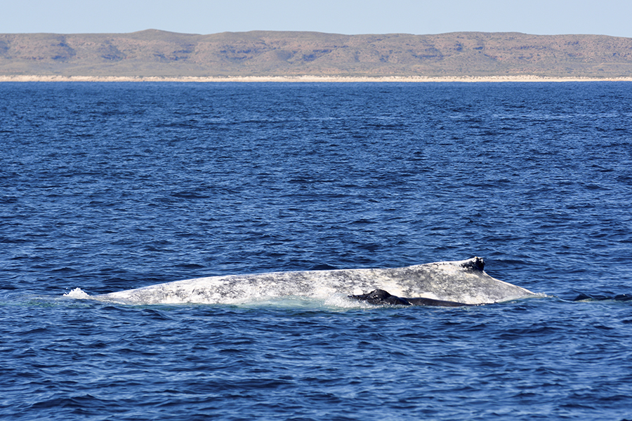 humpback whale and calf swimming by shore