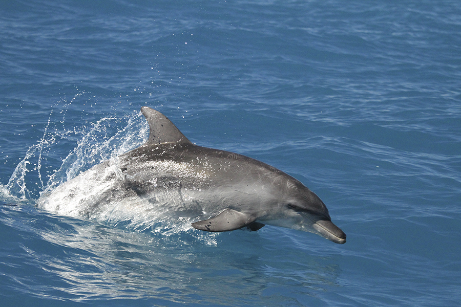 dolphin leaping out of the water