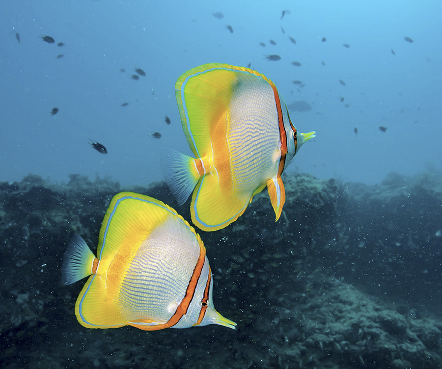 two margine butterflyfish