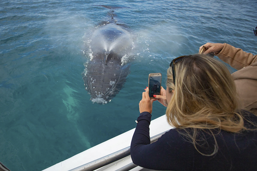 woman taking photo of humpback whale