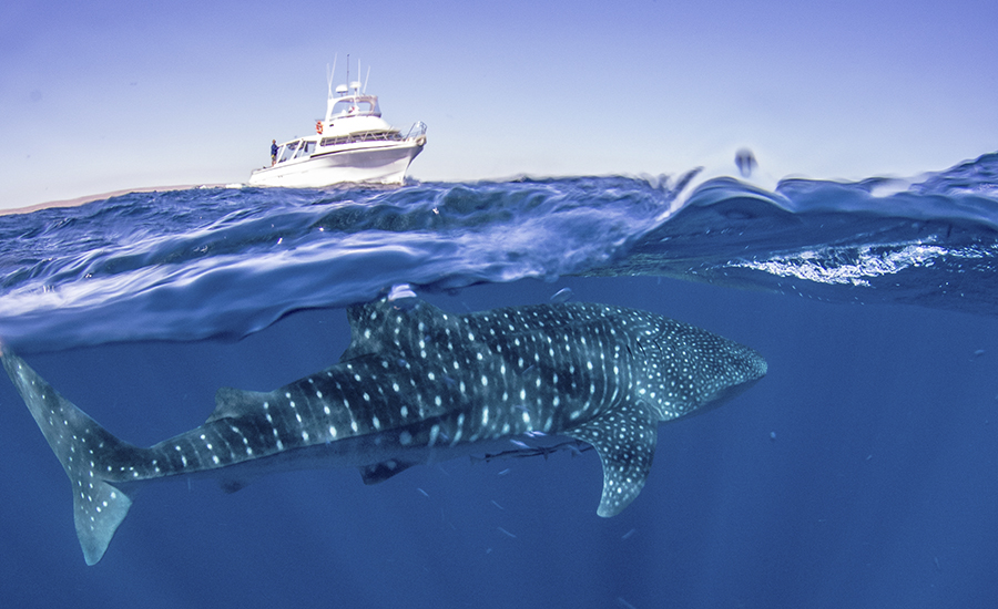 whale shark and boat