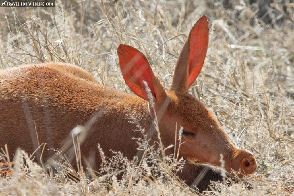 See aardvark, Kalahari