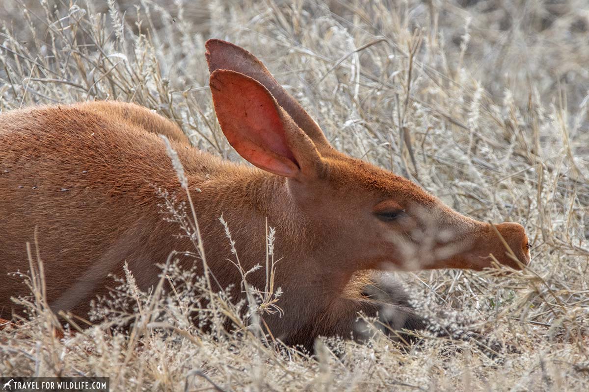Where to see aardvark in South Africa