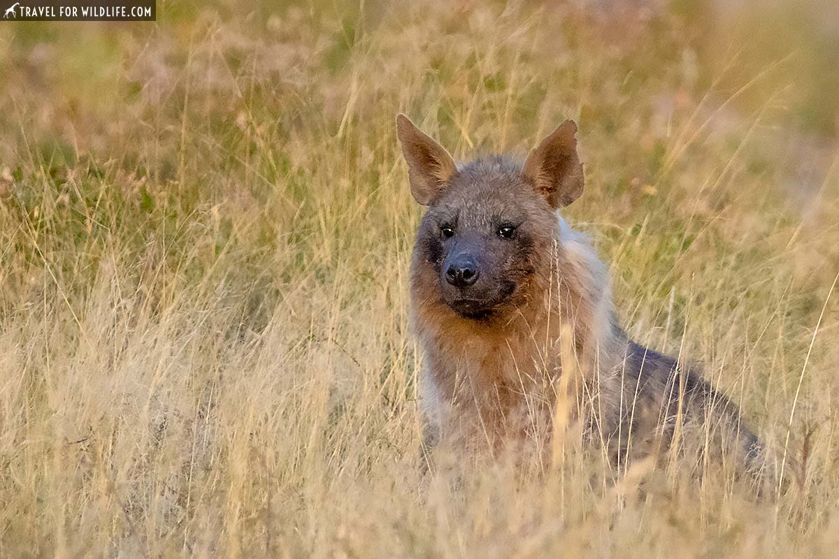 brown hyena at Tswalu Kalahari, South Africa