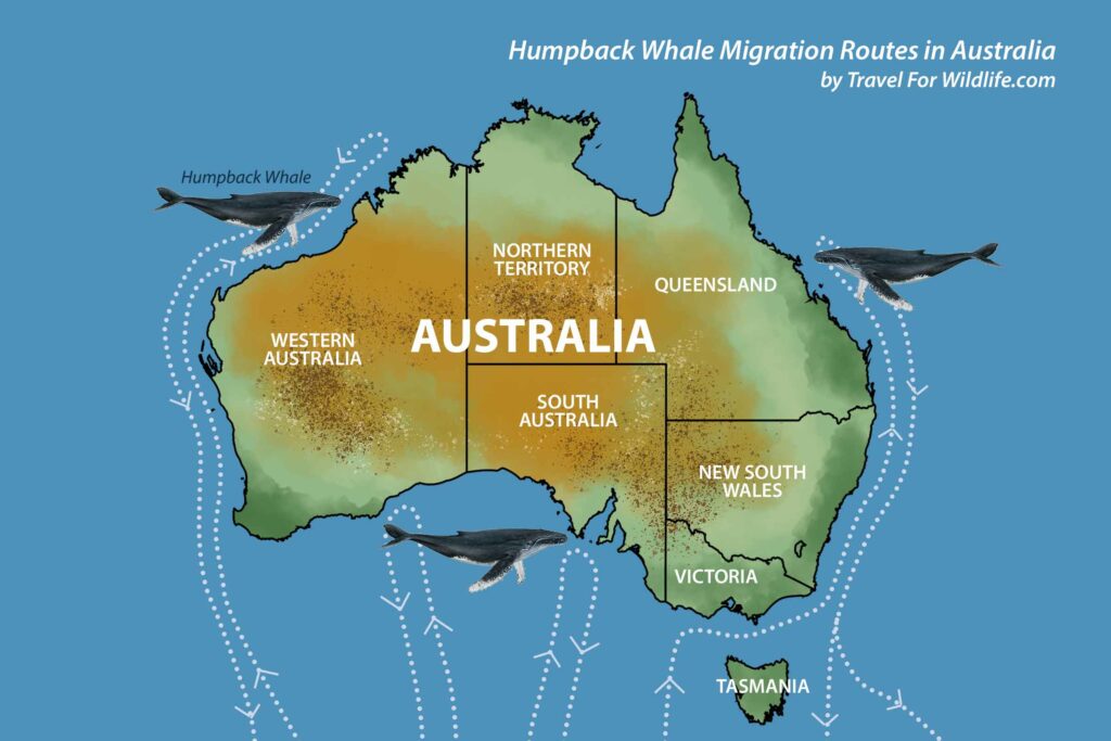 Whale watching in Australia when and where to go Travel For Wildlife