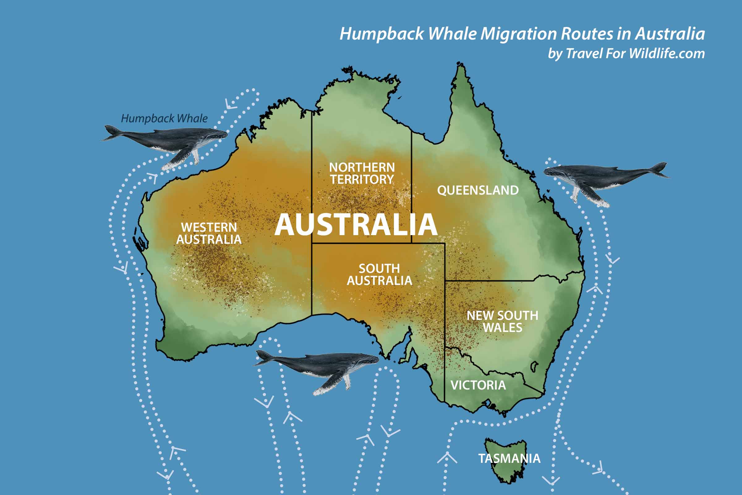 Humpback whale migration map Australia