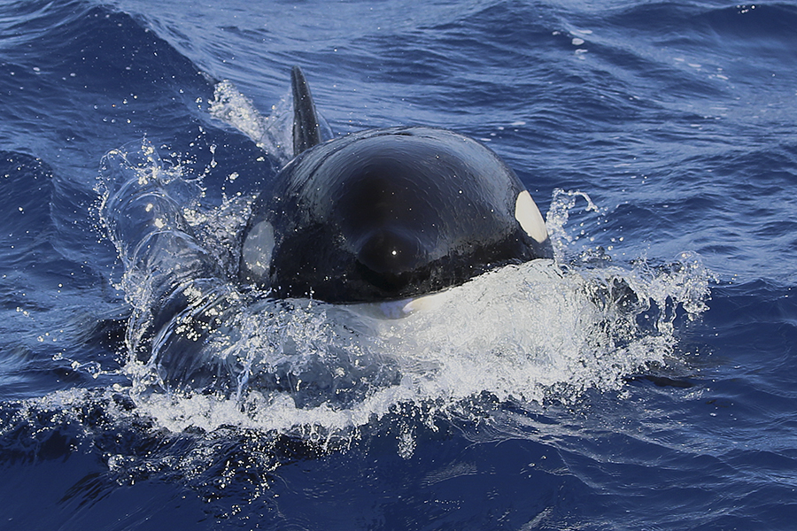 orca portrait