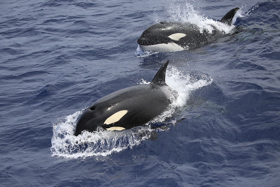 two orca whales swimming in ocean