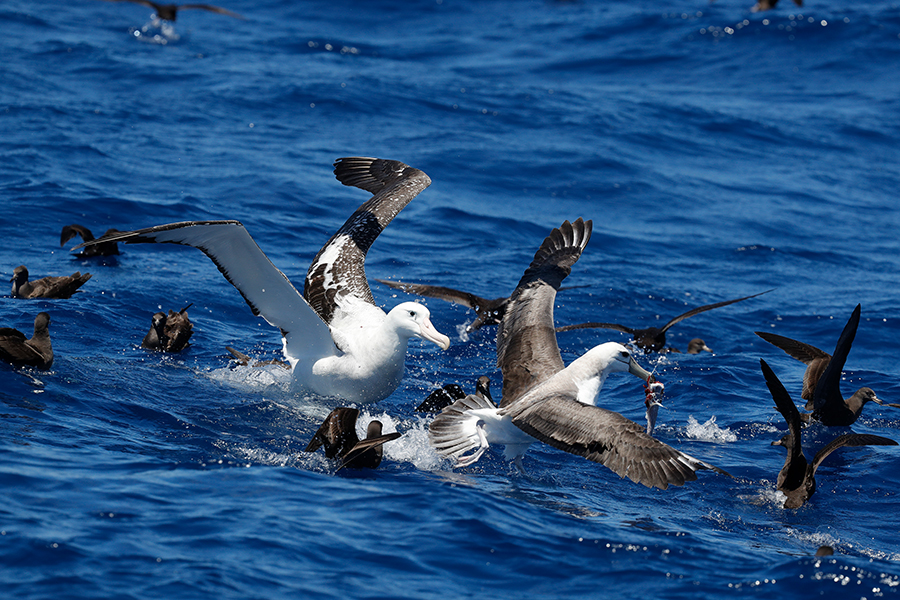 sea birds