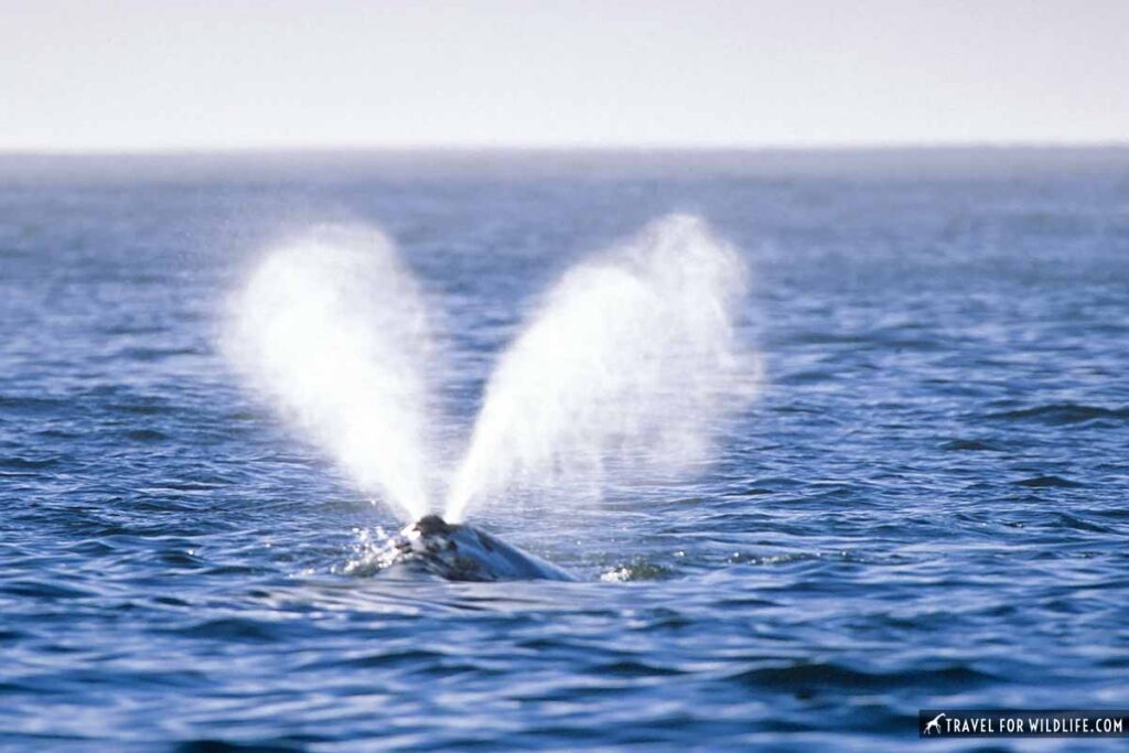 southern right whale blow