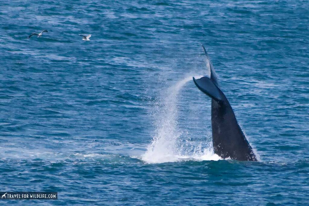 whale bobtailing