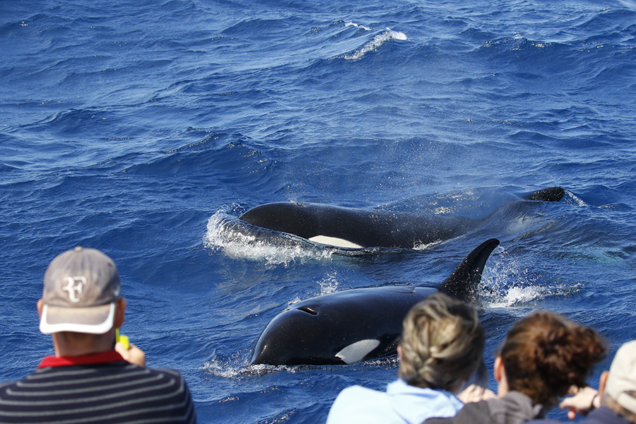 two orca whales and tourists