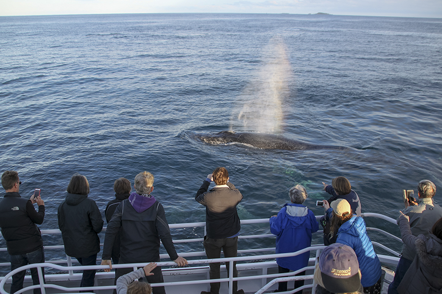 tourist boat watching whales