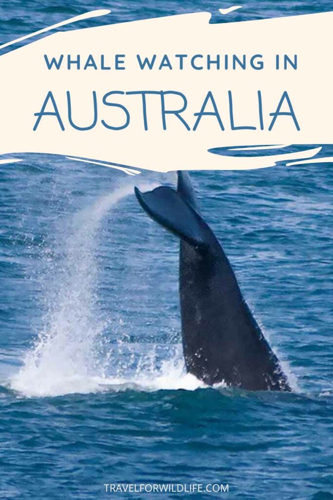 whale watching in Australia