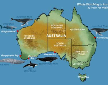 whale watching in Australia map
