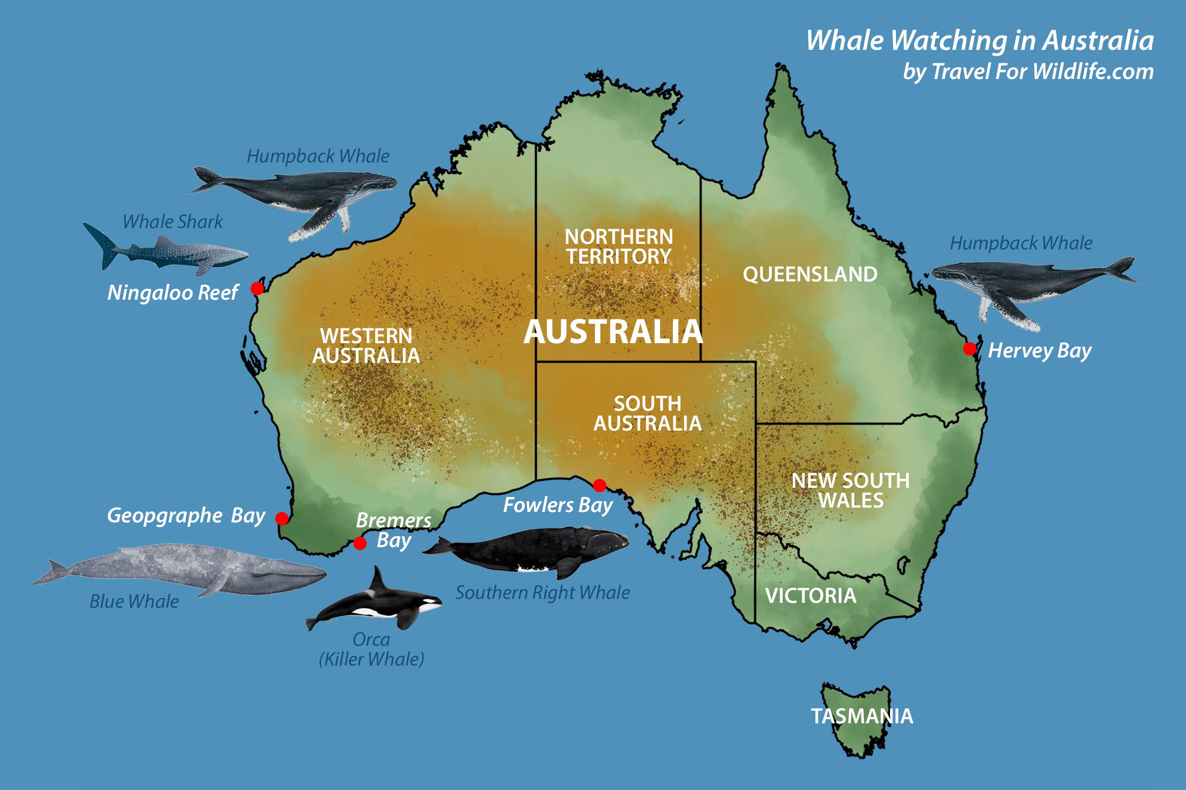 whale watching in Australia map