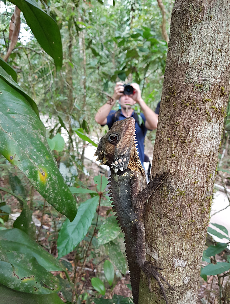 photographer taking a photo of a Boyd's forest dragon