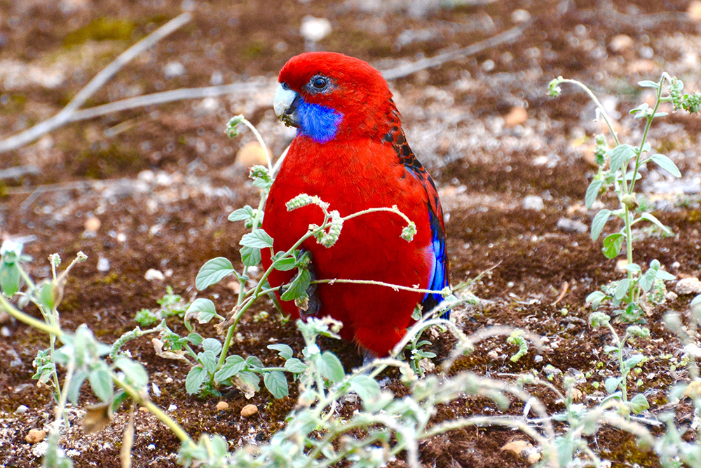 crimson rosella portrait