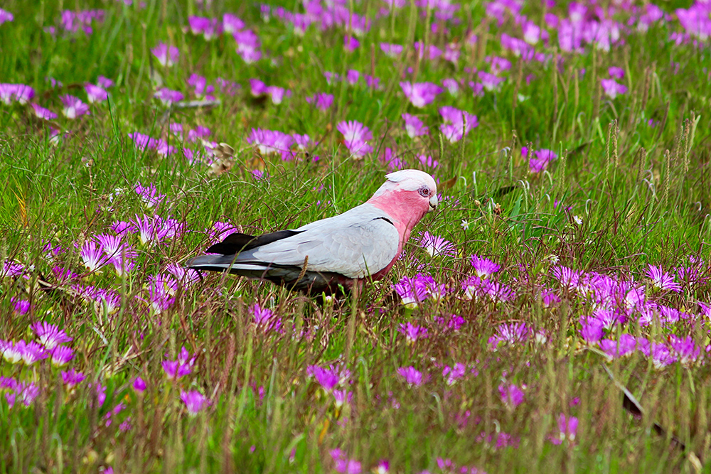 Galah parrot on a field of flowers