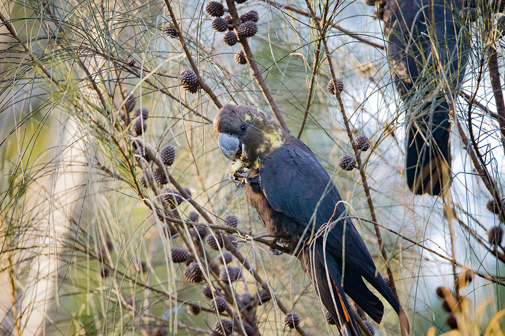 Glossy black cockatoo on a branch feeding