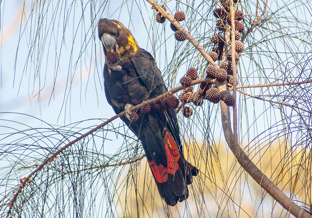 glossy black cockatoo