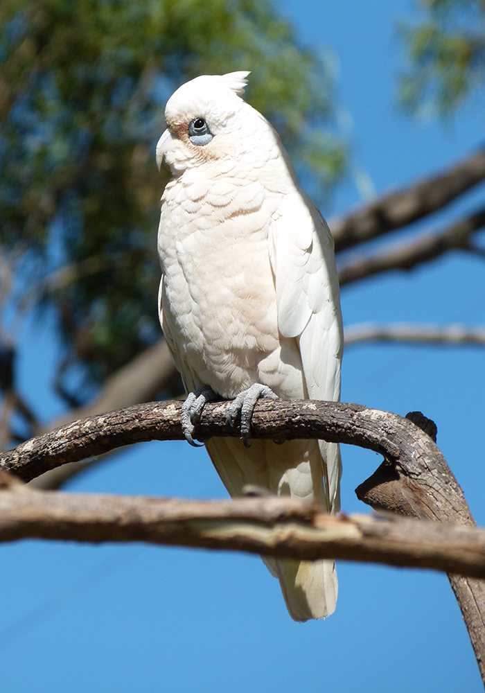 Little corella perched on a branch