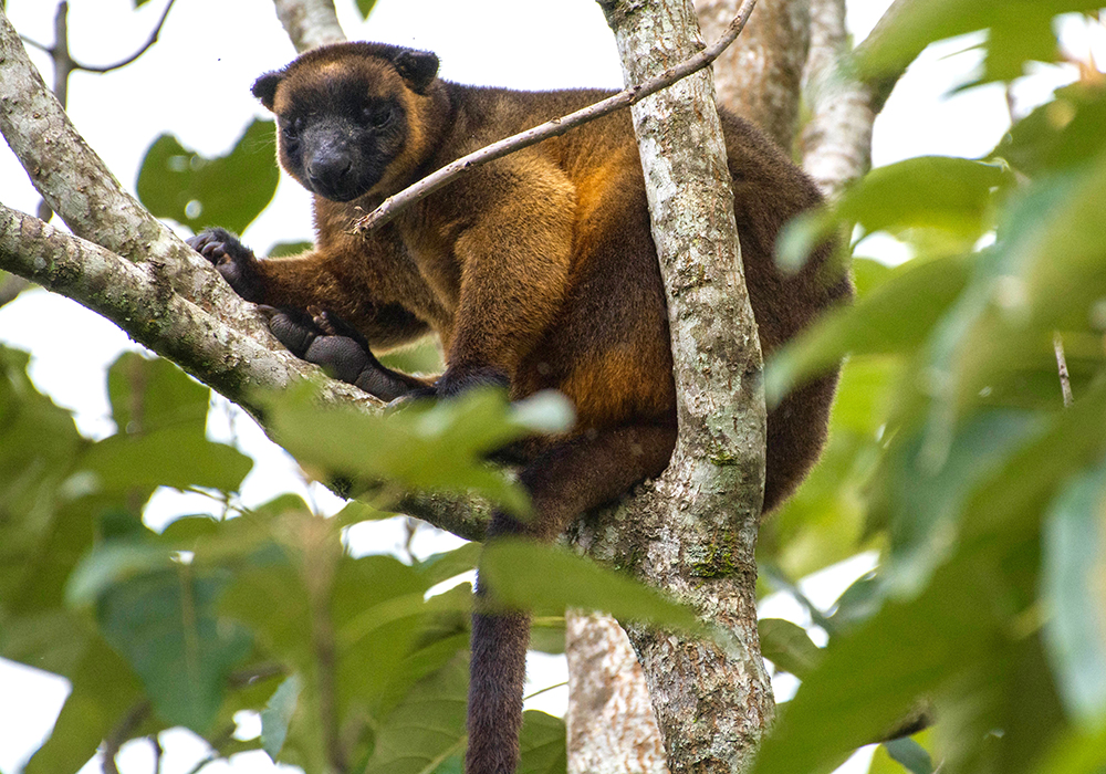 Tree kangaroo on a tree