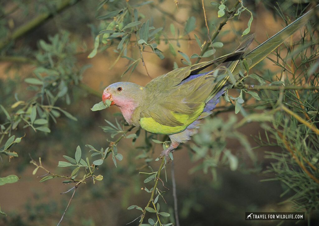 Princess Alexandra's Parrot foraging