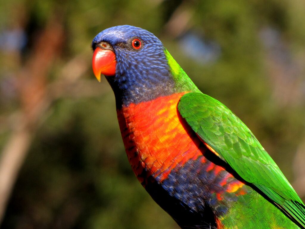 Rainbow lorikeet portrait