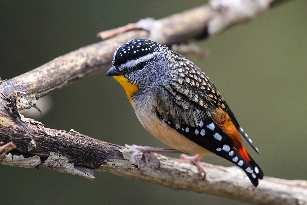spotted pardalote perched on a branch