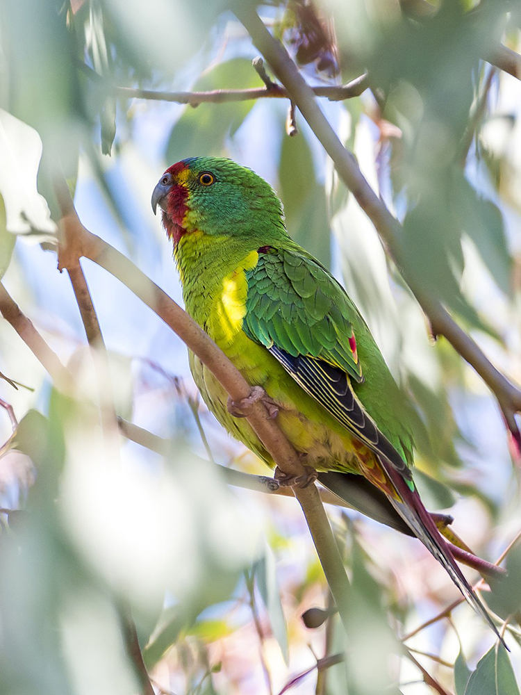 swift parrot on a branch in the shade