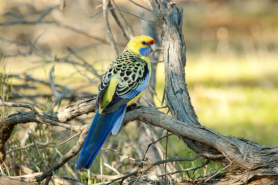 yellow rosella perched