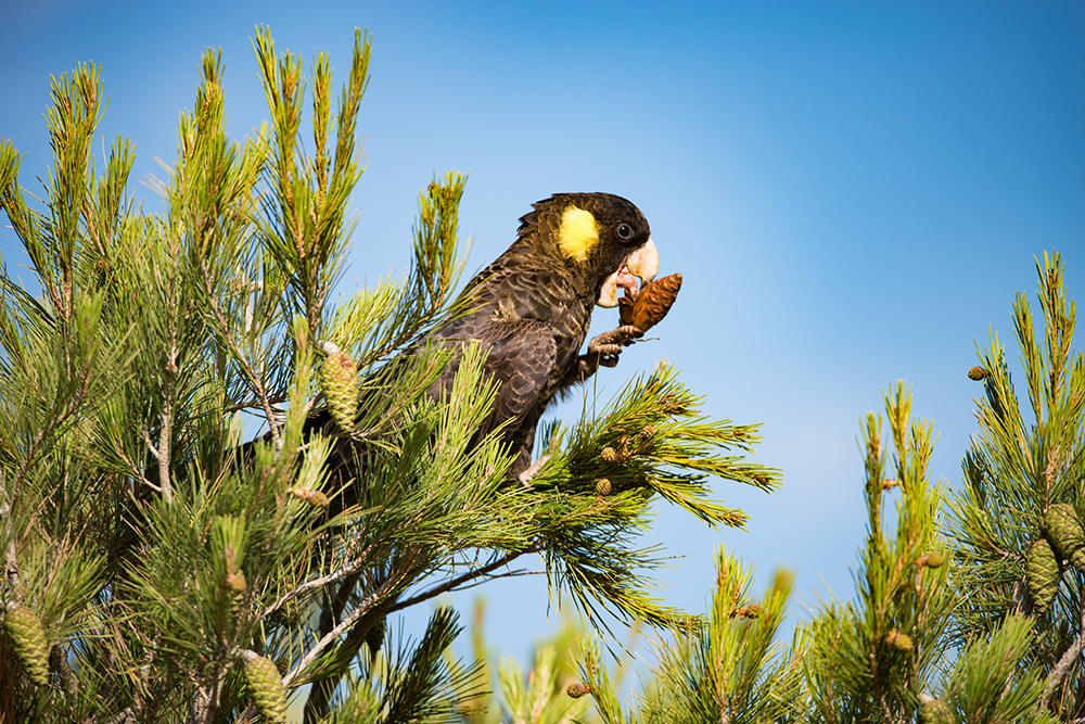 Yellow-tailed black cockatoo